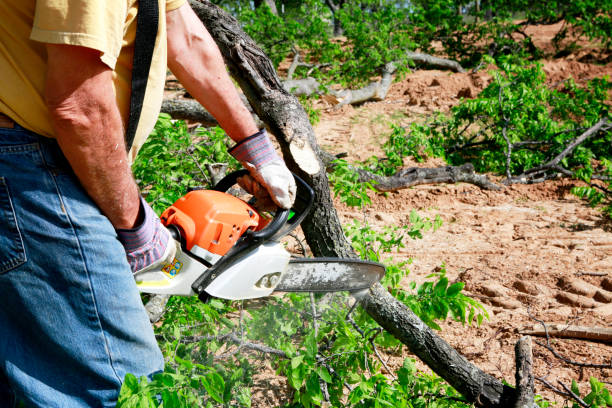 Why Choose Our Tree Removal Services in Nashua, NH?